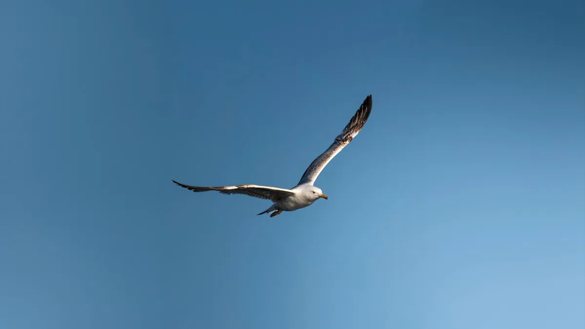 A gull gliding with wings outstretched against a deep blue evening sky