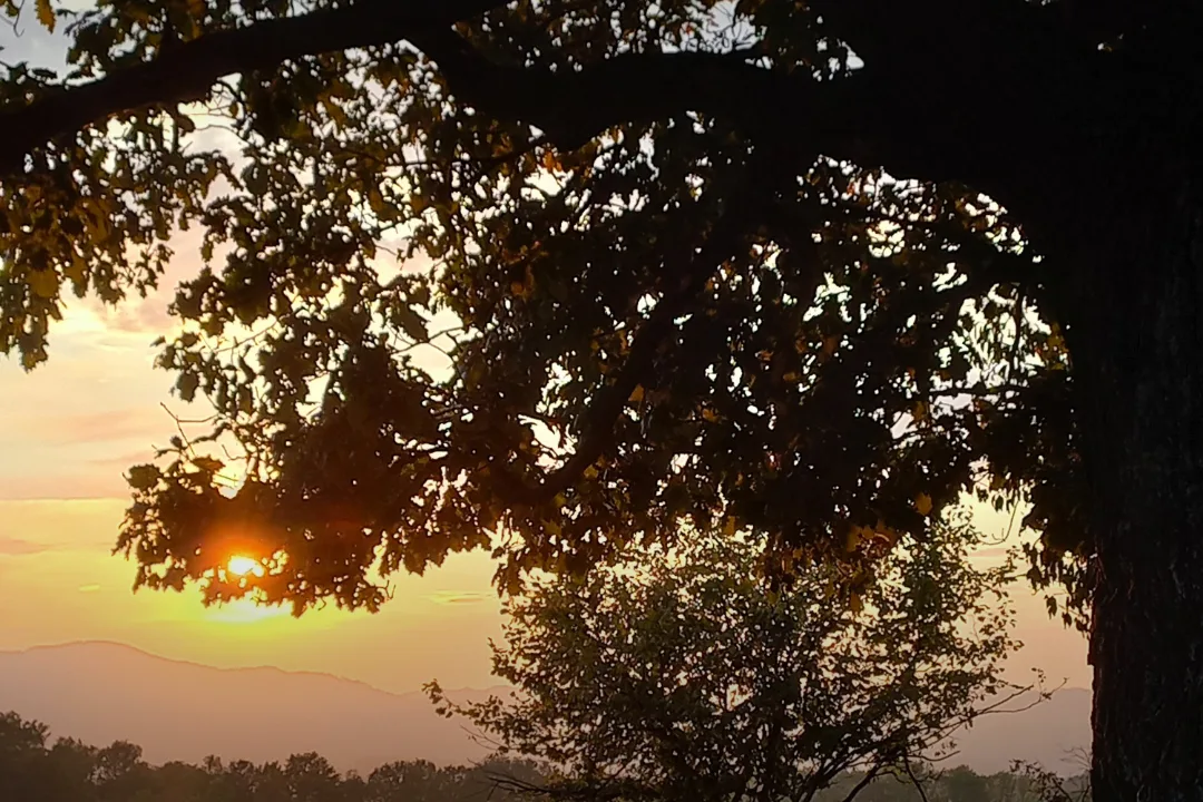 The sun rising through the branches of an old oak over a misty valley