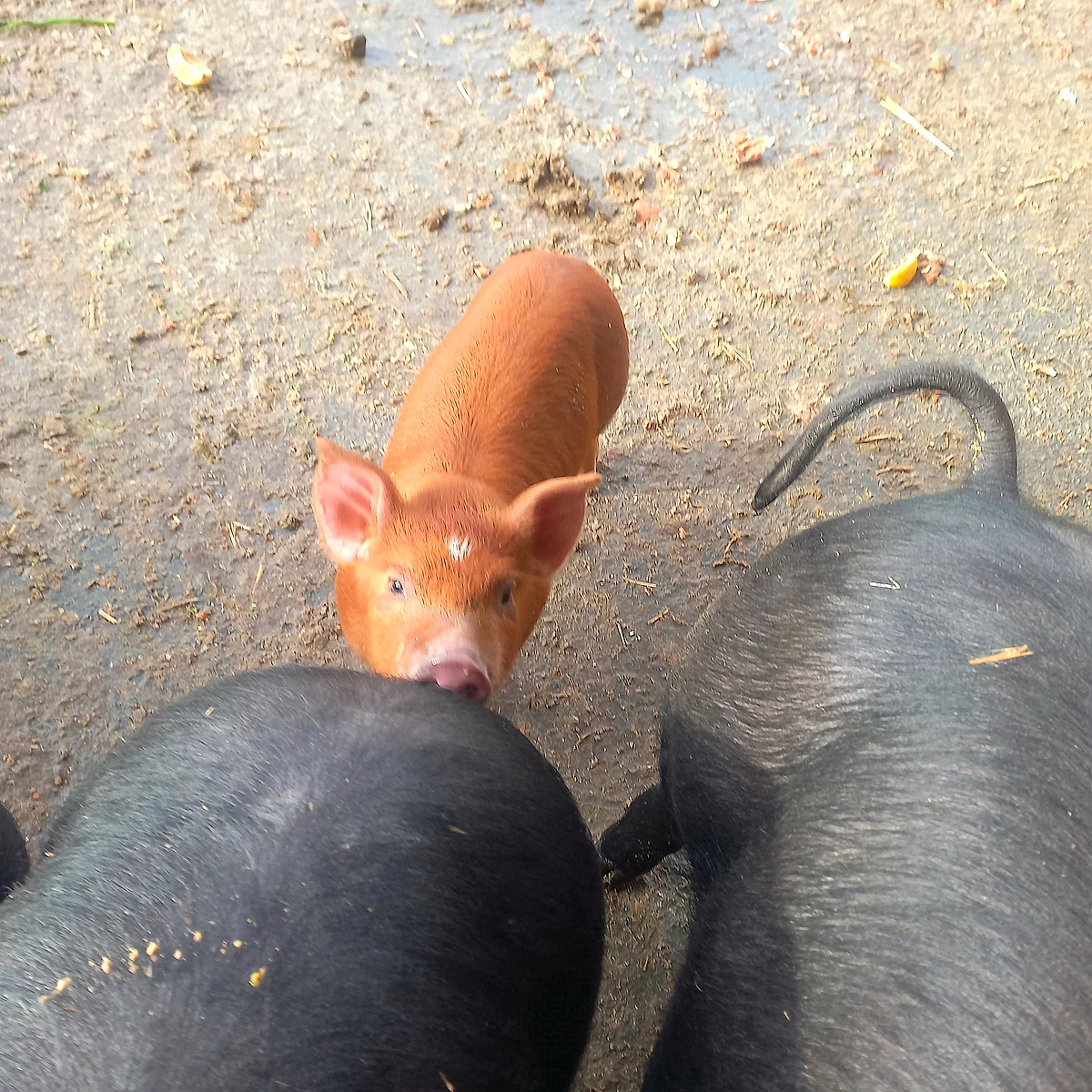 A ginger piglet among black pigs on the working farm below Steirereck am Pogusch