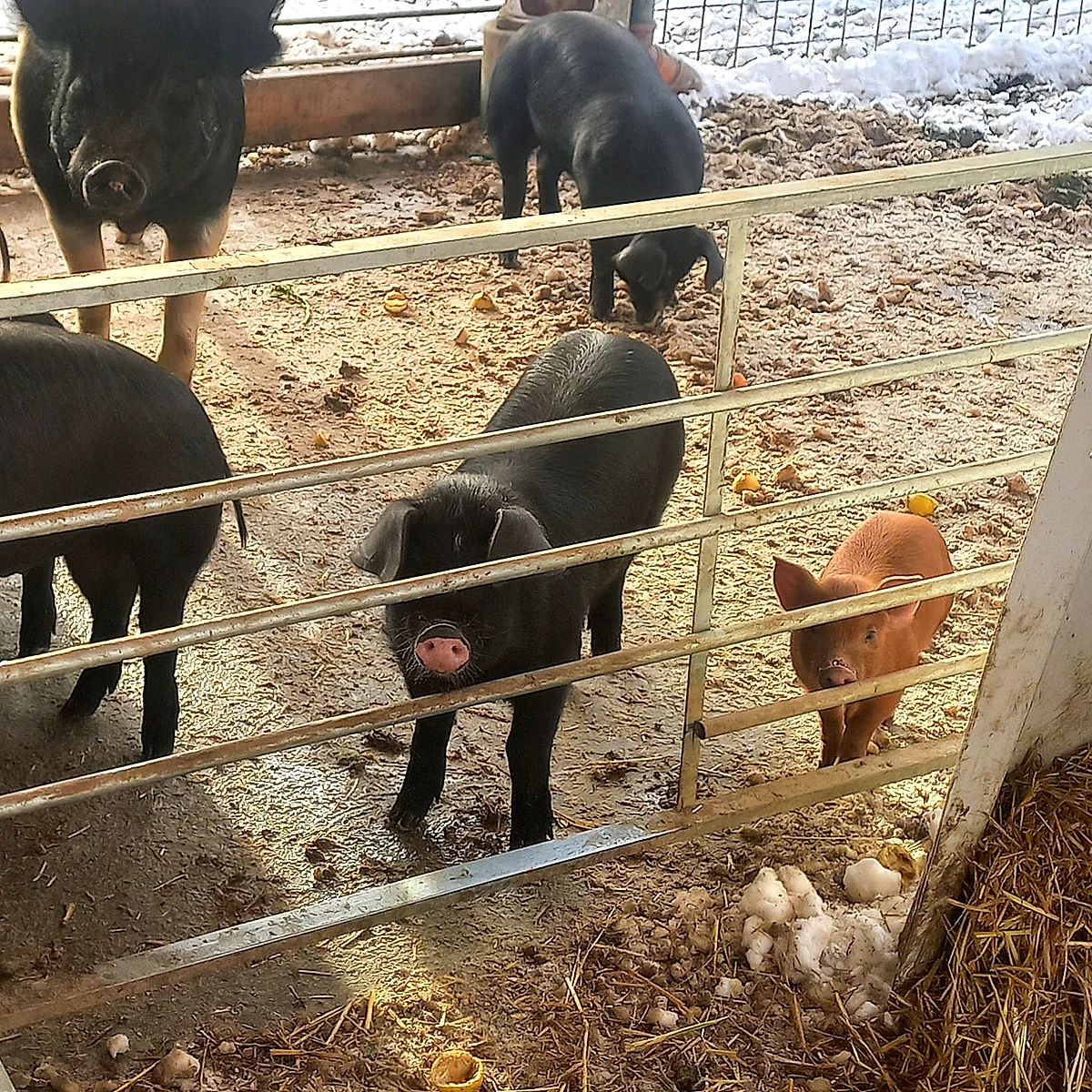 Pigs standing at the fence of the working farm below Steirereck am Pogusch in winter