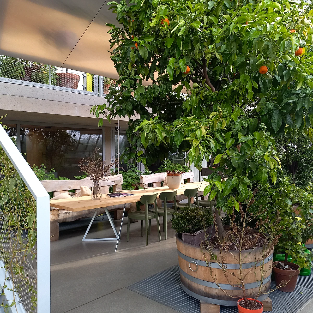 A citrus tree growing beside a long table inside the Glasshaus at Steirereck am Pogusch