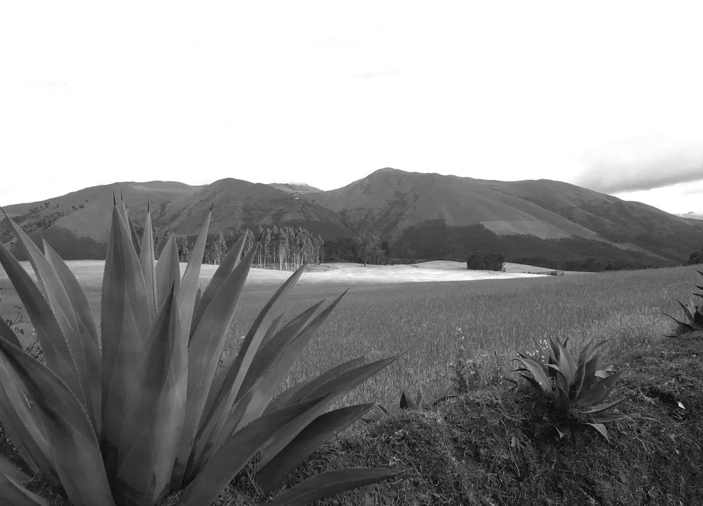 Agave plants in the foreground and cultivated fields running back to the Andean hills above Zuleta